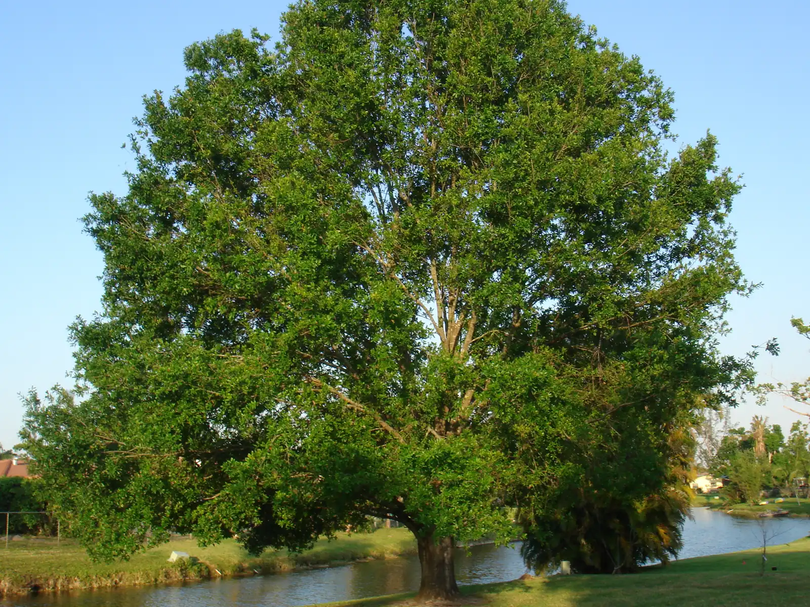 An oak tree beside a waterway in a residential neighborhood of Coral Springs.